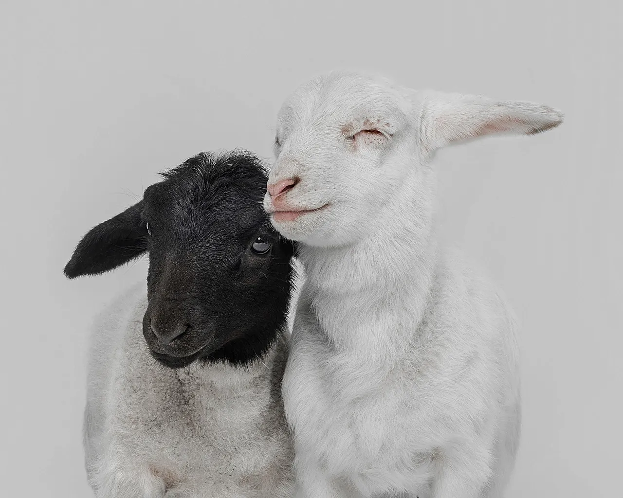 Des bébés agneaux se blottissent les uns contre les autres sur cette photo gagnante dans la catégorie Portrait ouvert
