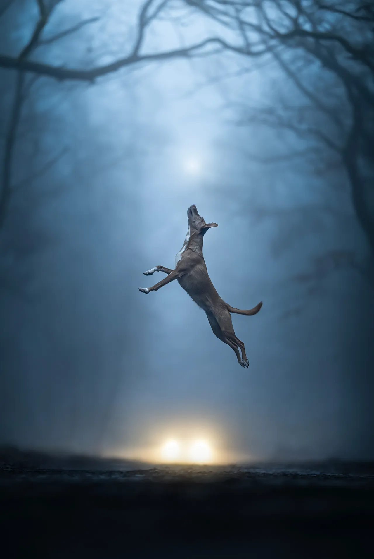 Cette photo du chien de sauvetage de Linda Glomb a consolidé sa victoire dans la catégorie Action.