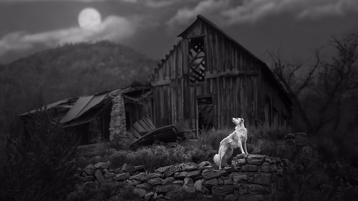 Chiens défiant la gravité et bovins couveurs : découvrez les gagnants des International Pet Photography Awards
