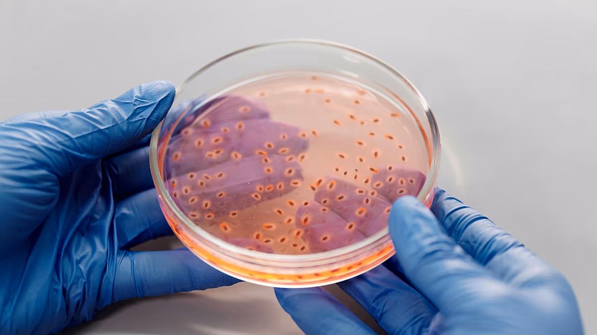Les virus intestinaux développent de nouvelles astuces pour vaincre les bactéries – et pourraient aider à combattre les superbactéries