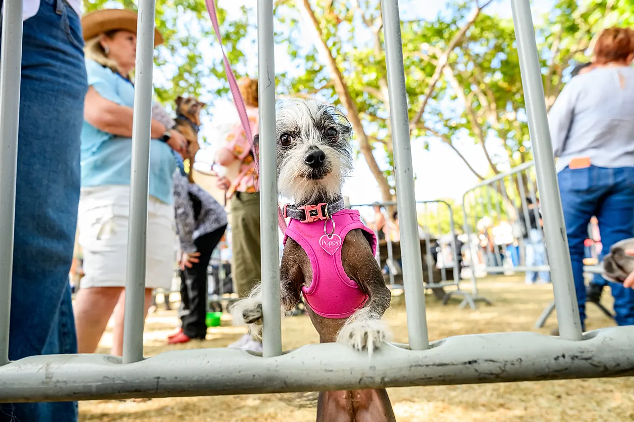 Poppy, une Chinoise à crête de 7 ans, se prépare à participer au concours du chien le plus laid du monde à la foire du comté de Sonoma à Santa Rosa, en Californie, le vendredi 14 août 2026.
