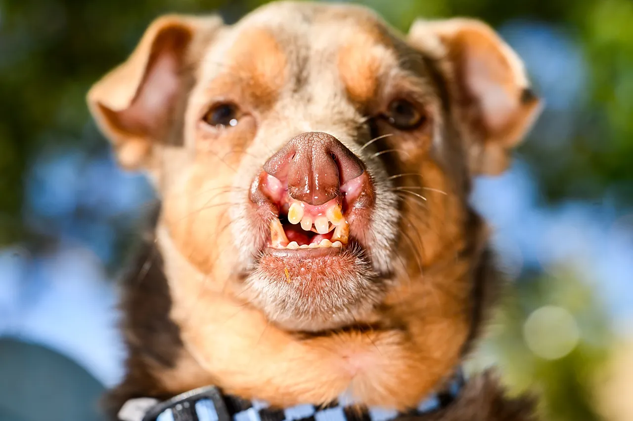 Le mélange de chihuahua Otto se prépare à participer au concours du chien le plus laid du monde à la foire du comté de Sonoma à Santa Rosa, en Californie, le vendredi 14 août 2026.