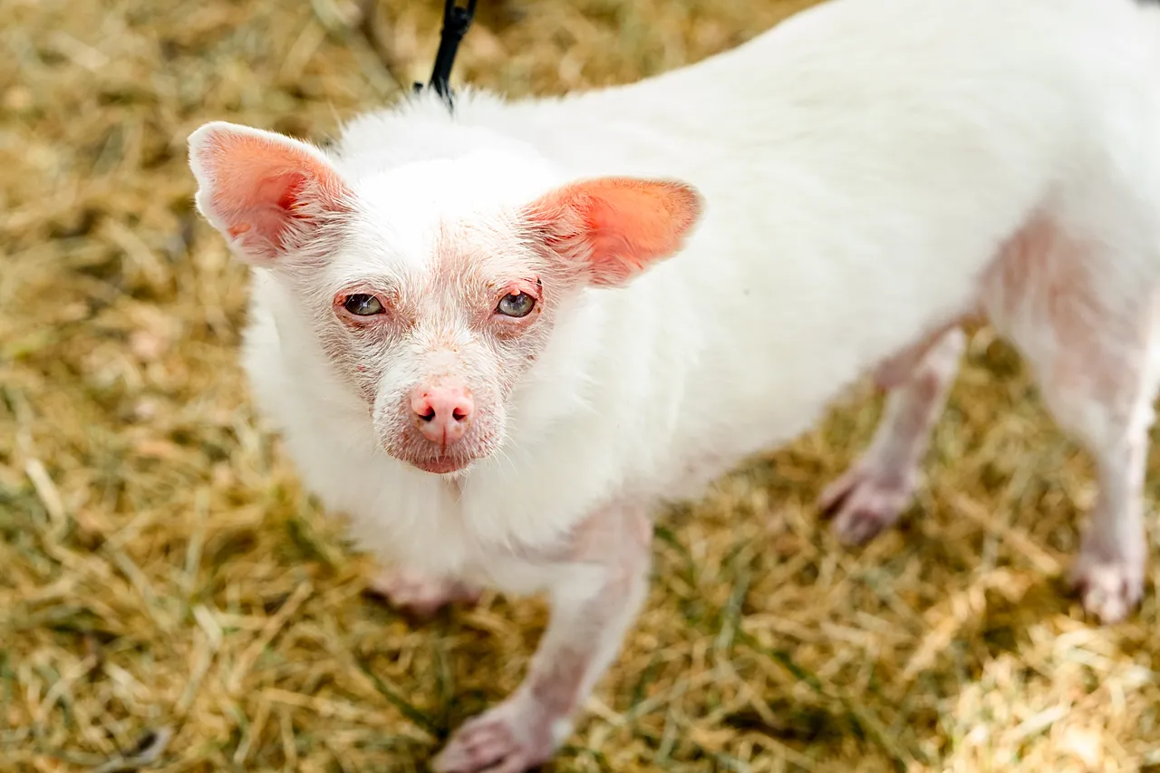 Pinky se prépare à participer au concours du chien le plus laid du monde à la foire du comté de Sonoma à Santa Rosa, en Californie, le vendredi 14 août 2026. Le mélange albinos Poméranie-Chihuahua wen