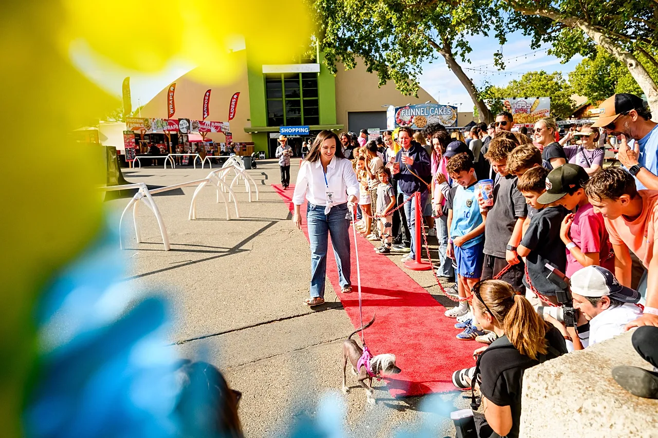 Poppy, une Chinoise à crête de 7 ans, participe au concours du chien le plus laid du monde à la foire du comté de Sonoma à Santa Rosa, en Californie, le vendredi 14 août 2026.