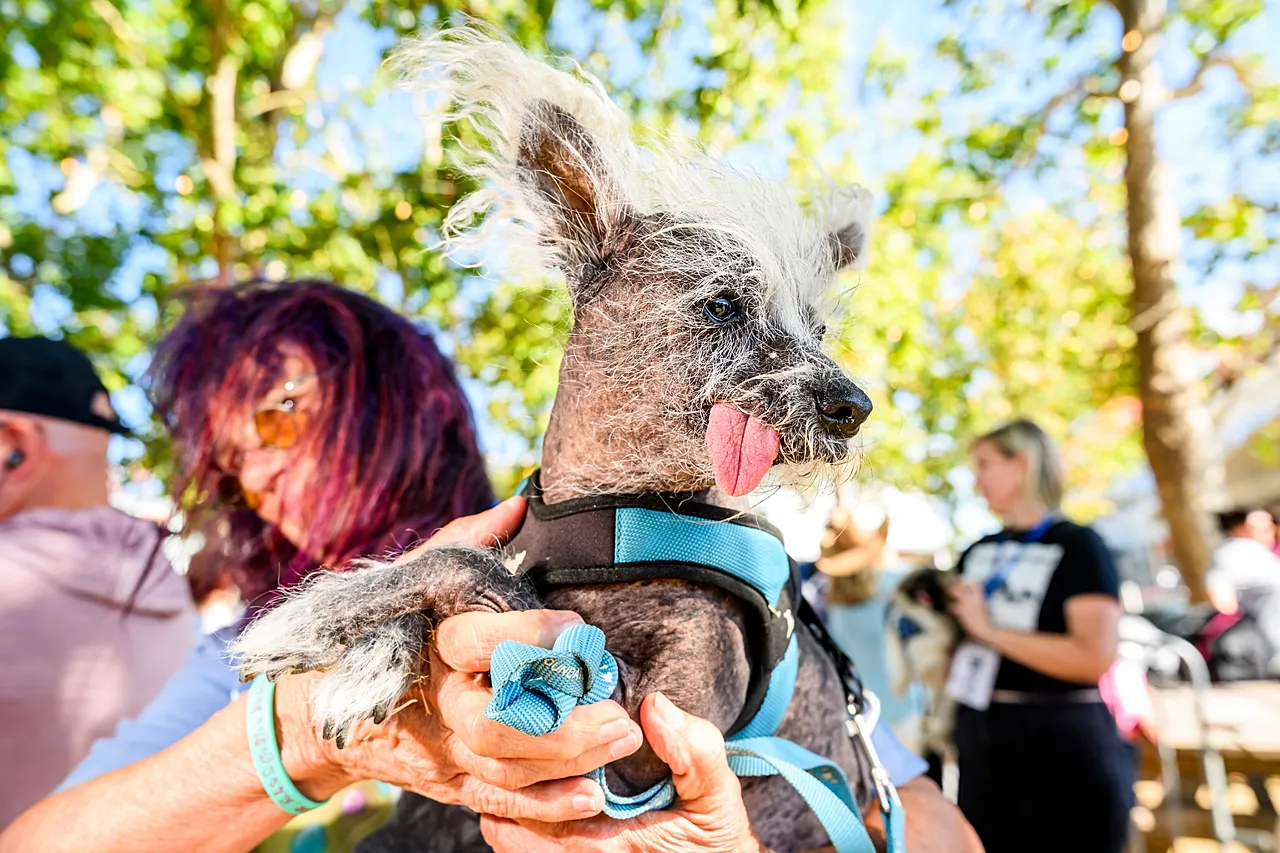 Détenu par la propriétaire Linda Elmquist, Scooter se prépare à participer au concours du chien le plus laid du monde à la foire du comté de Sonoma à Santa Rosa, en Californie, le vendredi 14 août 2026.