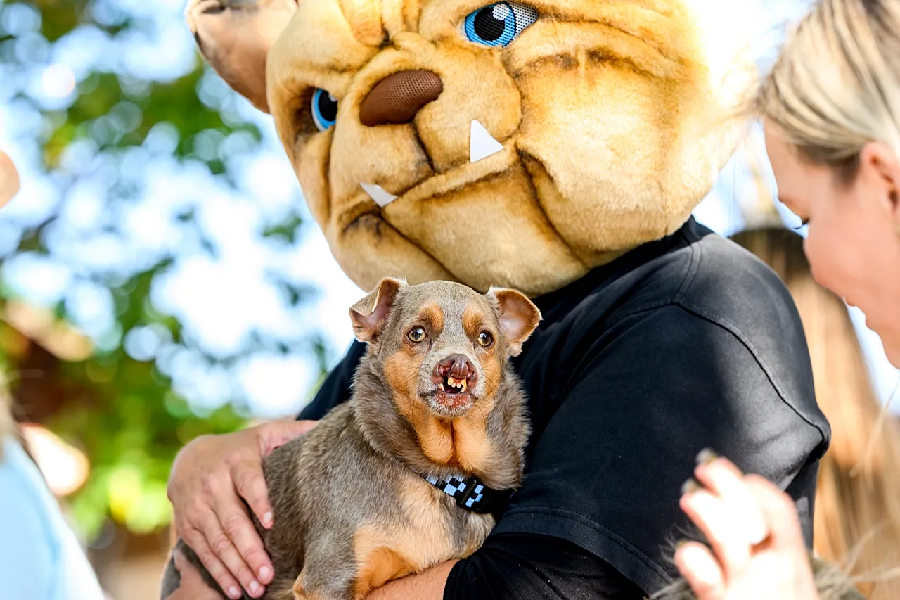 Le mélange de chihuahua Otto se prépare à participer au concours du chien le plus laid du monde à la foire du comté de Sonoma à Santa Rosa, en Californie, le vendredi 14 août 2026. Otto a remporté la troisième place.