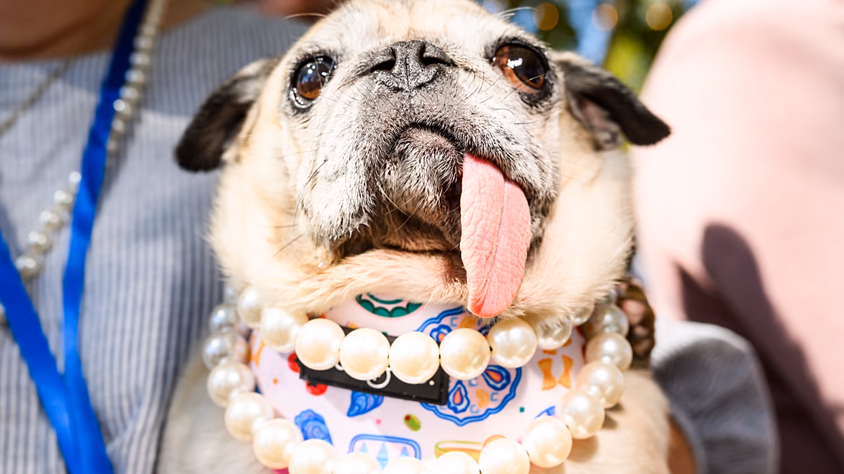 Langues pendantes et visage hargneux au repos : le concours du chien le plus laid du monde en images