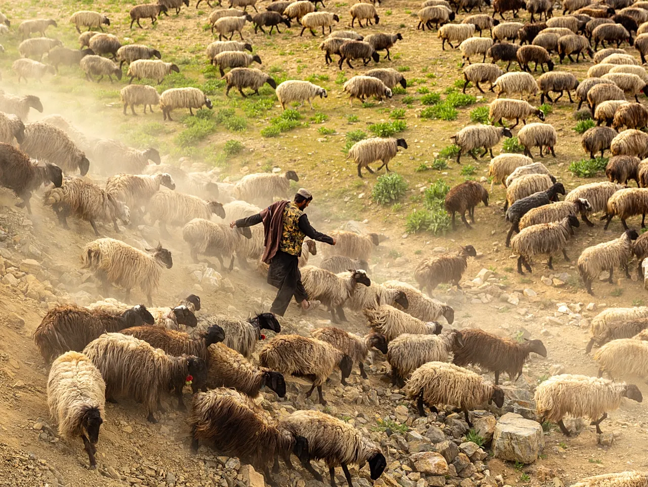 Un agriculteur élève des moutons, du projet Afghanistan de Daniel Malikyar