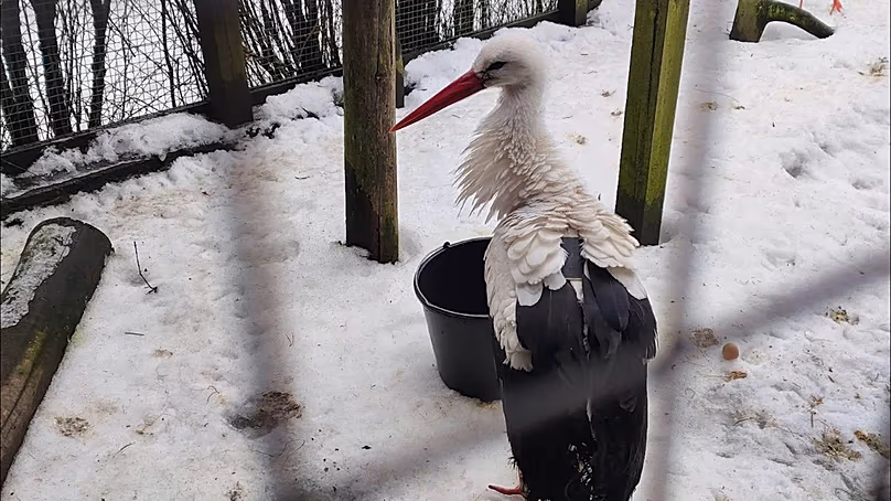 La cigogne a été prise en charge par le centre de réhabilitation des cigognes de Krutyń.