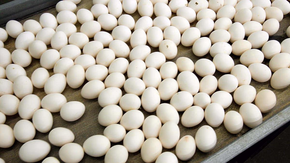 Au moins 306 personnes infectées par la salmonelle en Belgique lors d'une épidémie liée aux œufs
