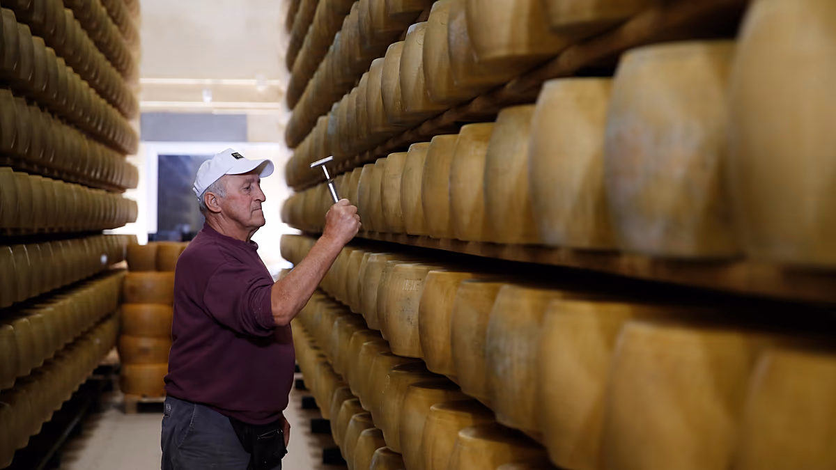 La chaleur extrême met à rude épreuve les « banques de fromages » italiennes, où Parmigiano soutient les prêts agricoles