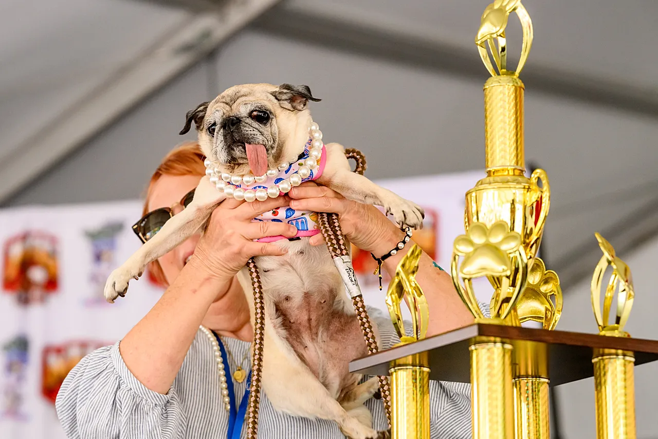 Le sauvetage du carlin Jinny Lu célèbre sa première place au concours du chien le plus laid du monde à la foire du comté de Sonoma à Santa Rosa, en Californie, le vendredi 14 août 2026.