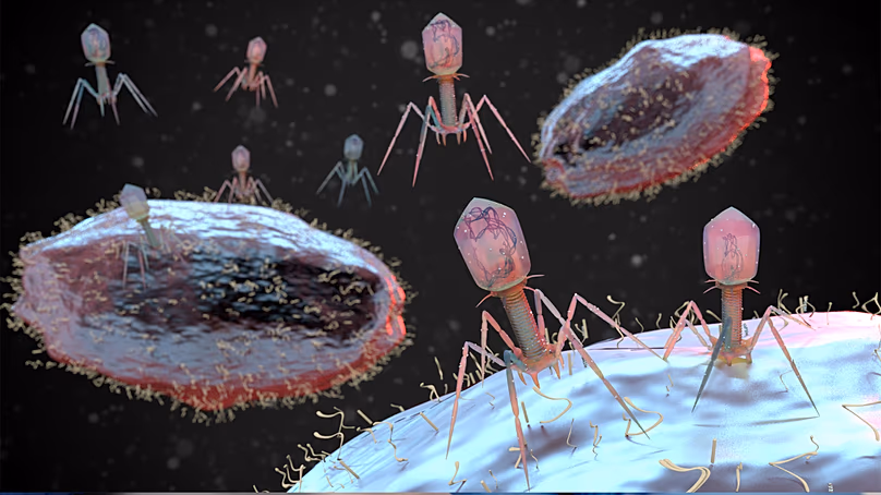 Les virus qui ciblent et tuent sélectivement les bactéries – également appelés bactériophages ou simplement phages – infectent les bactéries mais laissent les cellules humaines tranquilles.