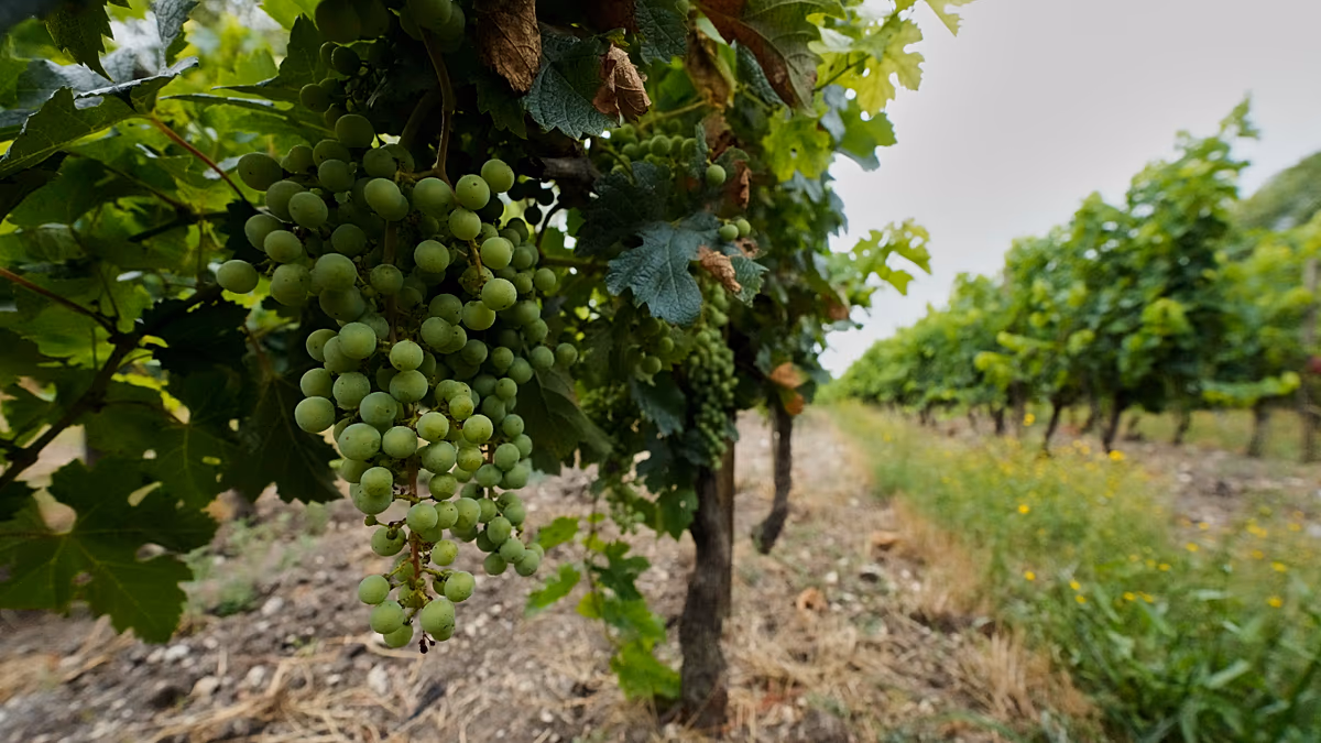 Un corps « calciné » retrouvé dans un vignoble du sud de la France identifié comme celui de l'influenceuse Sonia Bellina
