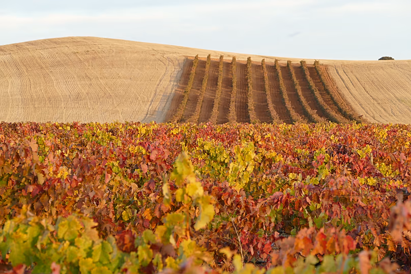Photo d'une vendange d'automne à Ribera del Duero.
