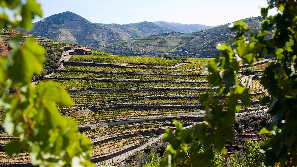 Immergé dans la tradition : un guide pour célébrer les vendanges dans la région du Douro au Portugal