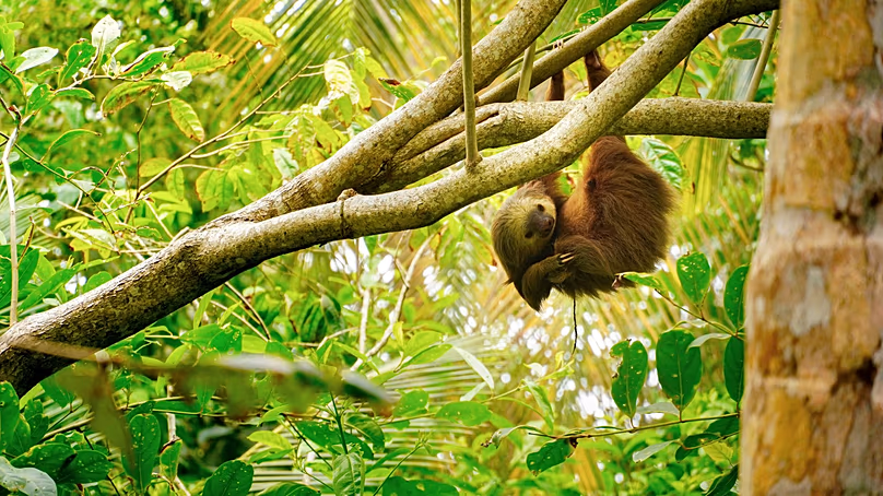 Le Costa Rica possède environ 5 % de la biodiversité mondiale