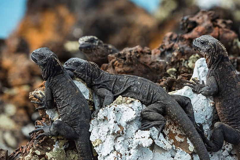 Des touristes se rendent en Équateur pour explorer les îles Galápagos