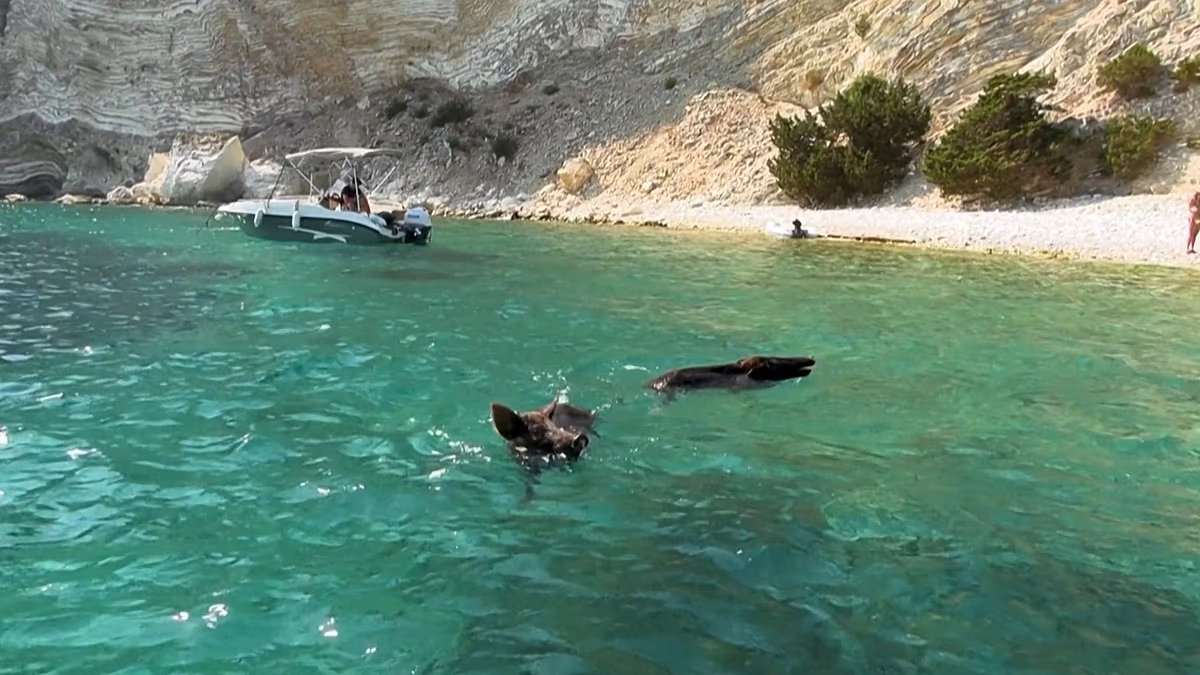 Atokos : la petite île grecque où les gens et les sangliers nagent dans la mer et prennent le soleil ensemble