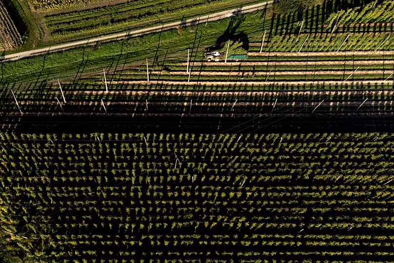 Un agriculteur récoltant du houblon à Huell près de Wolnzach.