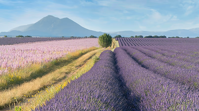 Les champs de lavande emblématiques de Provence peuvent être explorés à vélo sur un itinéraire relativement facile