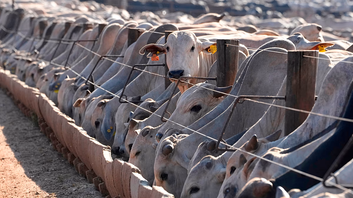 La suspension de l'UE sur la viande brésilienne entre en vigueur, malgré les négociations en cours avec Brasilia