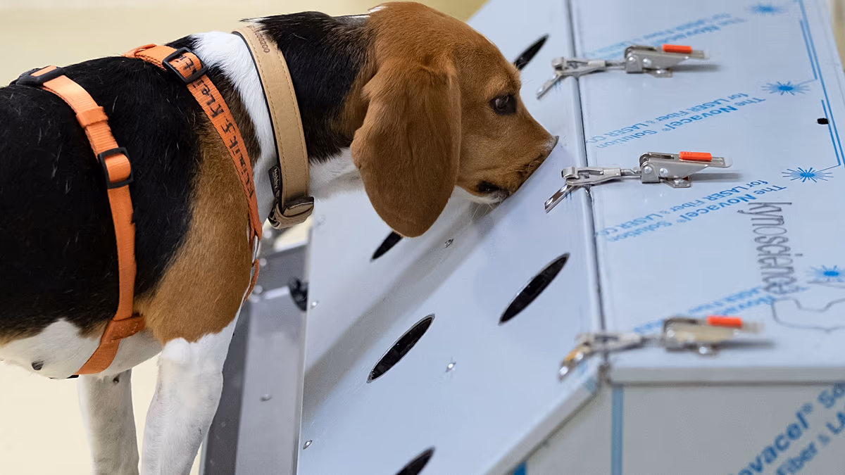 Les chiens peuvent-ils détecter le cancer ? Une start-up indienne se tourne vers l’IA
