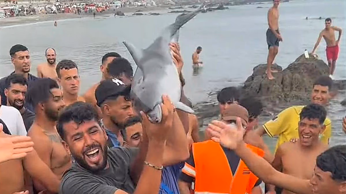 Rapport sur une attaque présumée contre un bébé dauphin dans la zone de Ceuta où séjournent les migrants