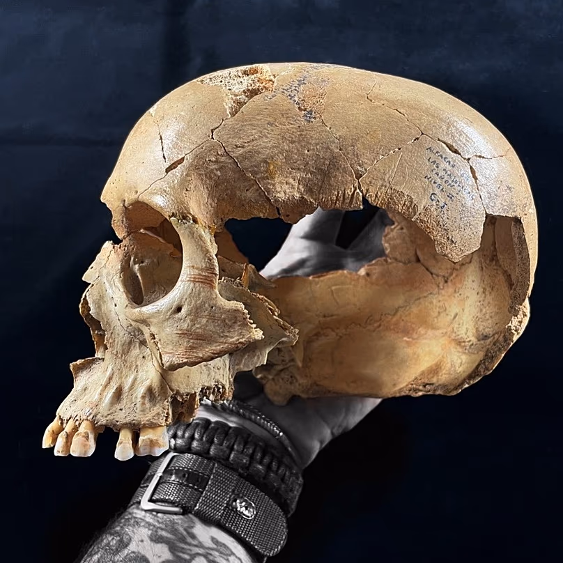Le crâne trouvé dans une grotte néolithique.
