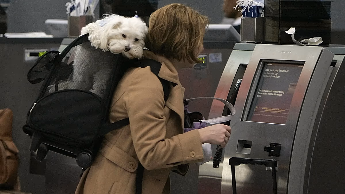 Voler avec votre chat ou votre chien ? Ce sont les meilleures compagnies aériennes d'Europe acceptant les animaux de compagnie