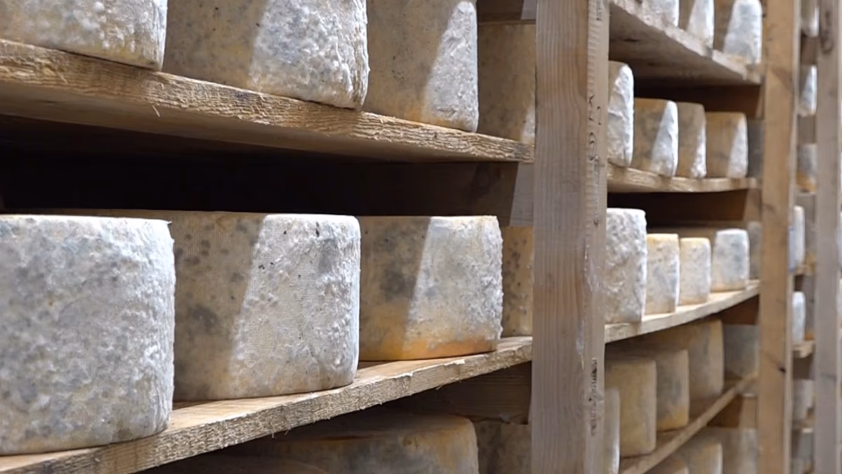 Fromage à pâte dure : des temps difficiles pour le fromage grec Naxos Graviera alors que la production vacille