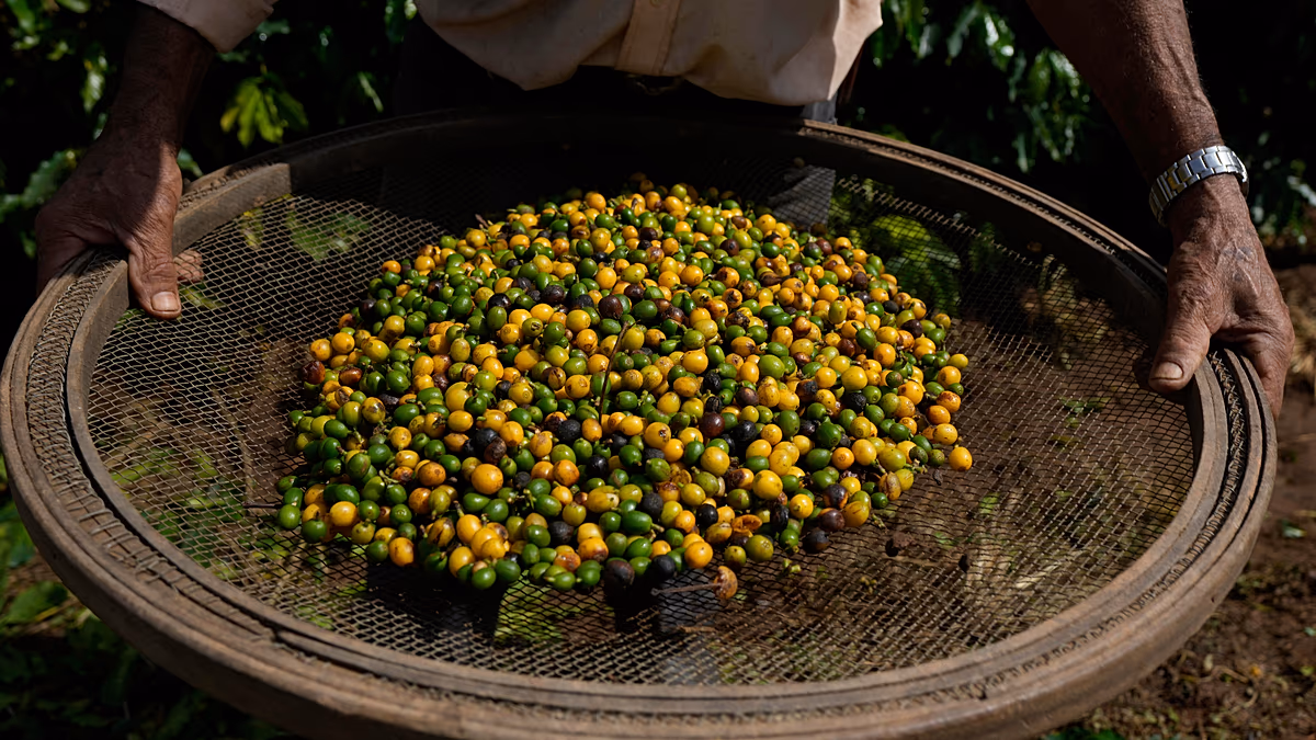 Palerme, premier café cultivé et récolté en Italie : le réchauffement climatique change l'agriculture