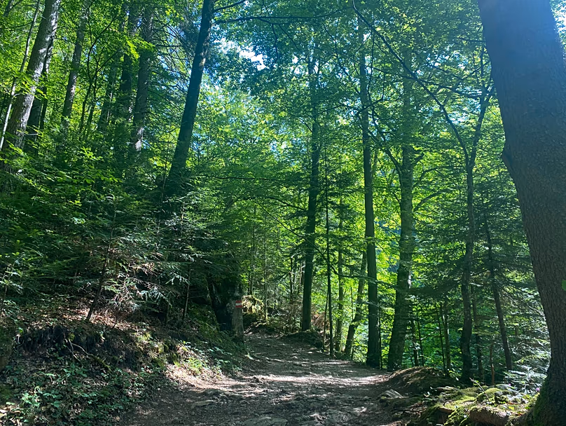 Dans la forêt entre Velem et Kőszeg, Hongrie