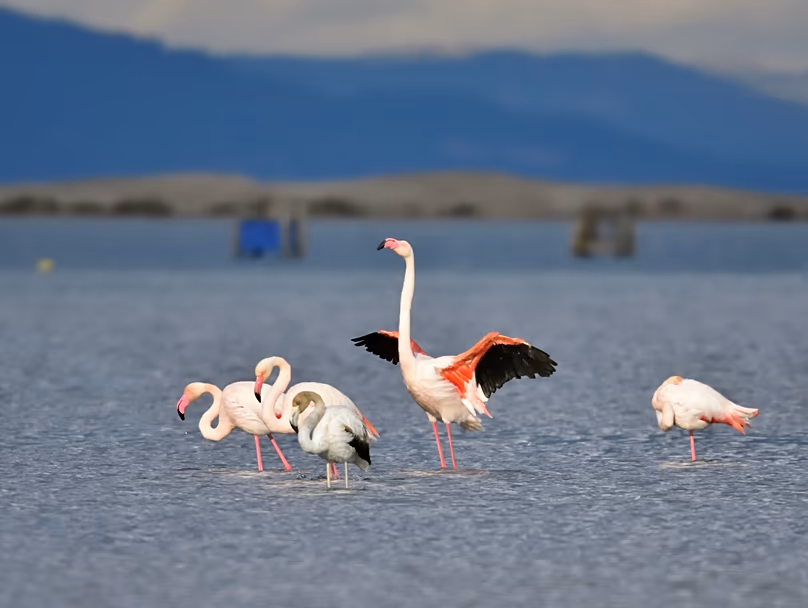 L'observation des flamants roses est un moment fort de la conduite dans le delta de l'Èbre en Espagne