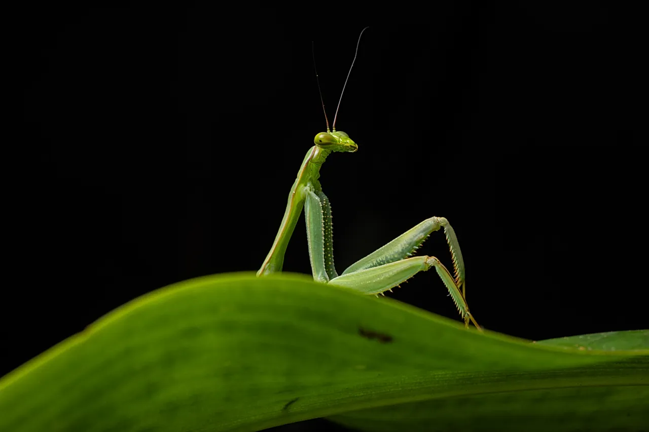Mantis sexy par Diego Perez
