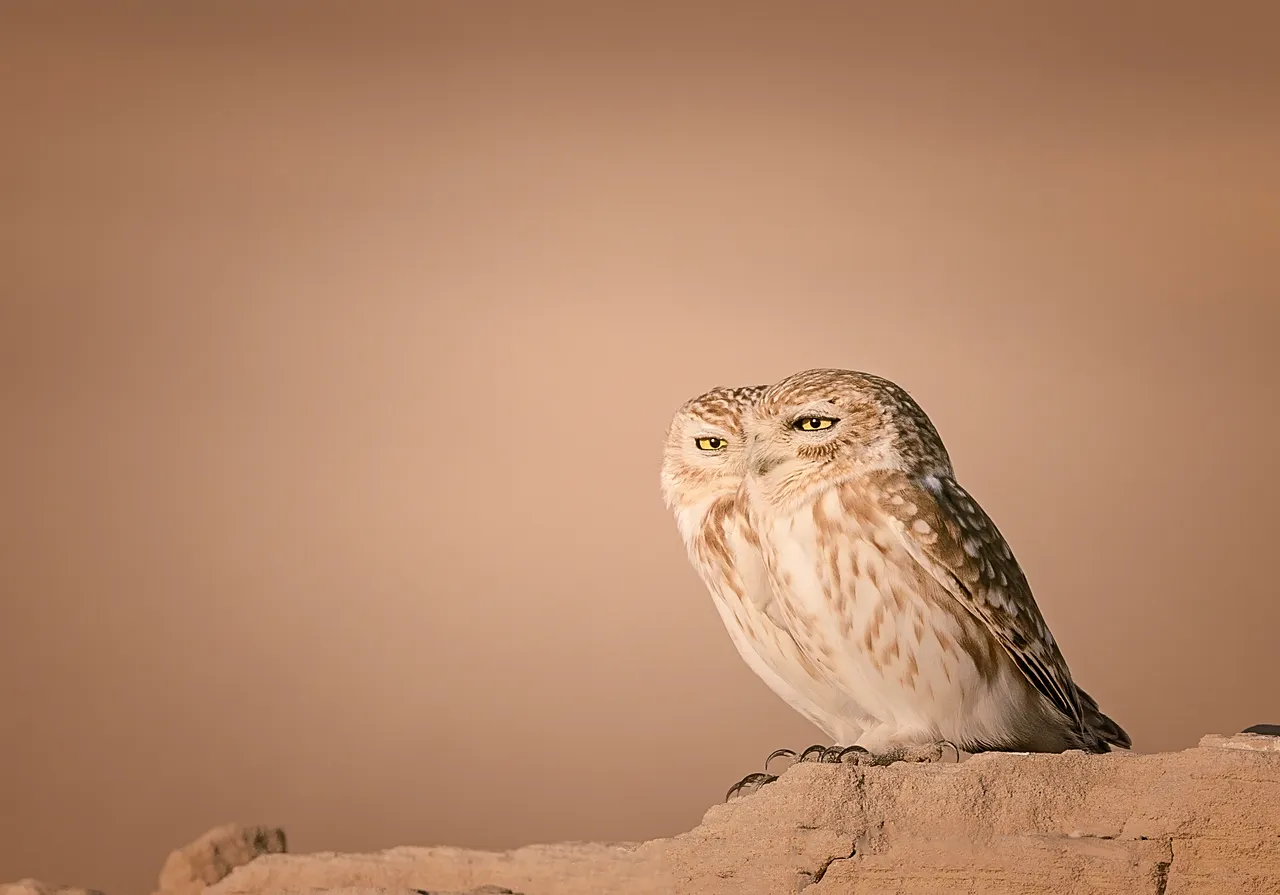 Deux oiseaux, une vision par Lynn Emery