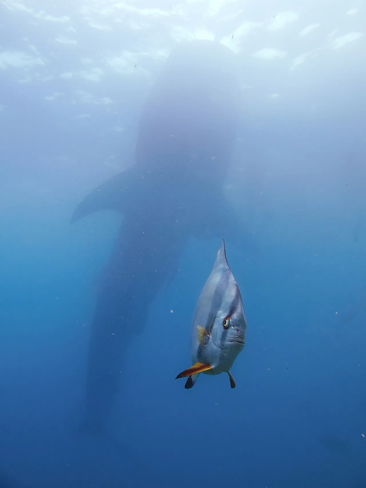 Un spadefish très sous pression par Kyo Chen