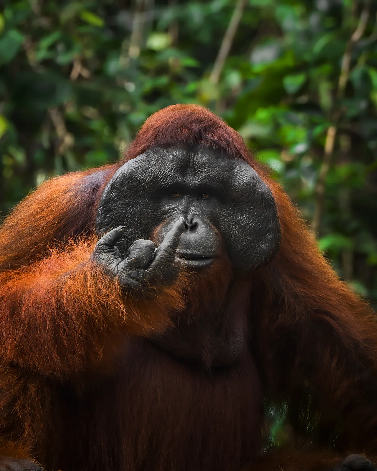 Orang-outan épicé par Tanner Mansell