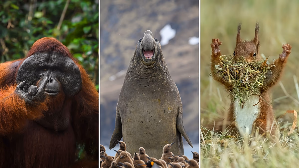 Les photos d'animaux les plus drôles de 2026 : les finalistes des Nikon Comedy Wildlife Awards dévoilés