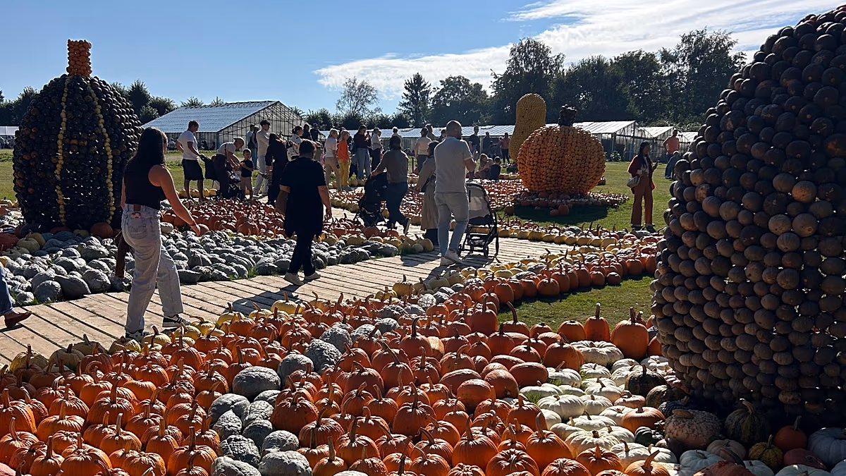 Écraser des citrouilles : le festival annuel de la courge attire des milliers de personnes au château de Bruxelles