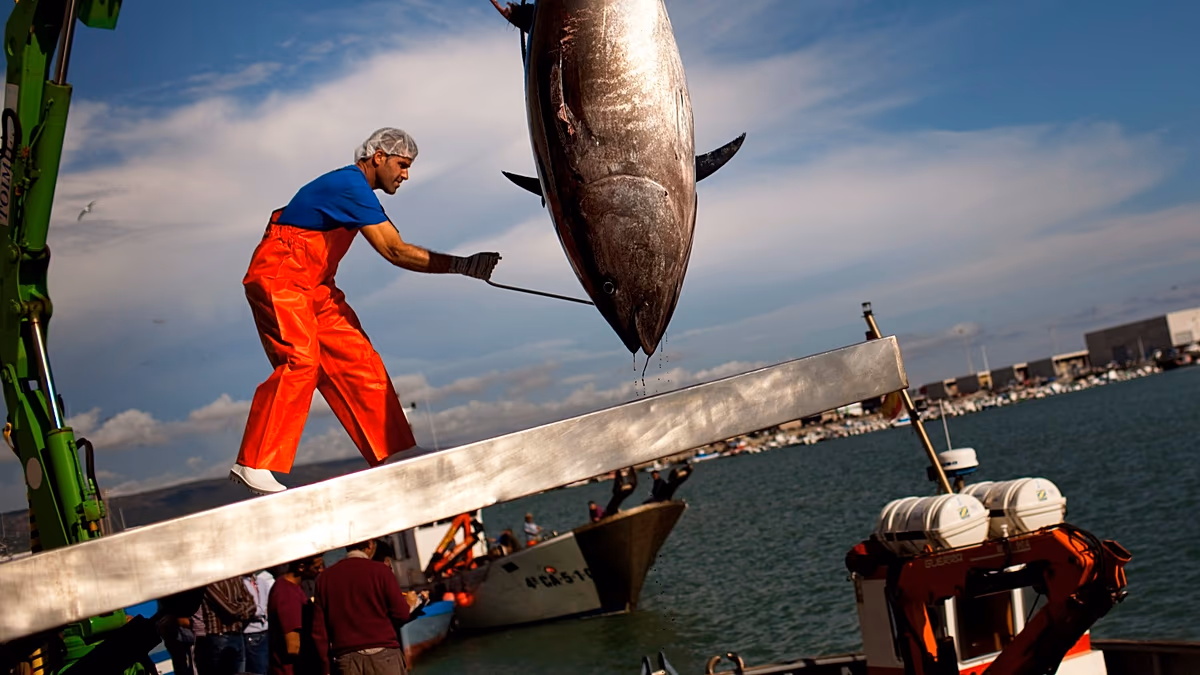 L'UE débat des dures conditions de travail des pêcheurs : "Je n'avais pas d'autre choix"