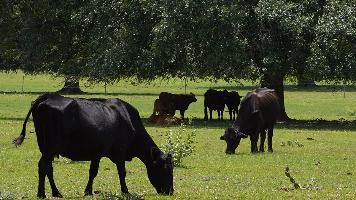La France confirme le premier cas humain de virus Shamonda, auparavant trouvé uniquement chez les animaux