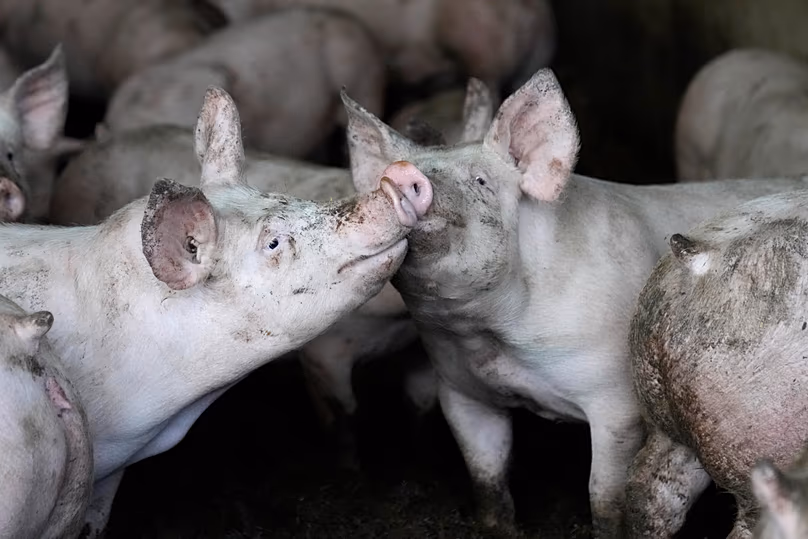 Des porcs se rassemblent dans leur enclos dans une ferme française, vendredi 18 mars 2022.