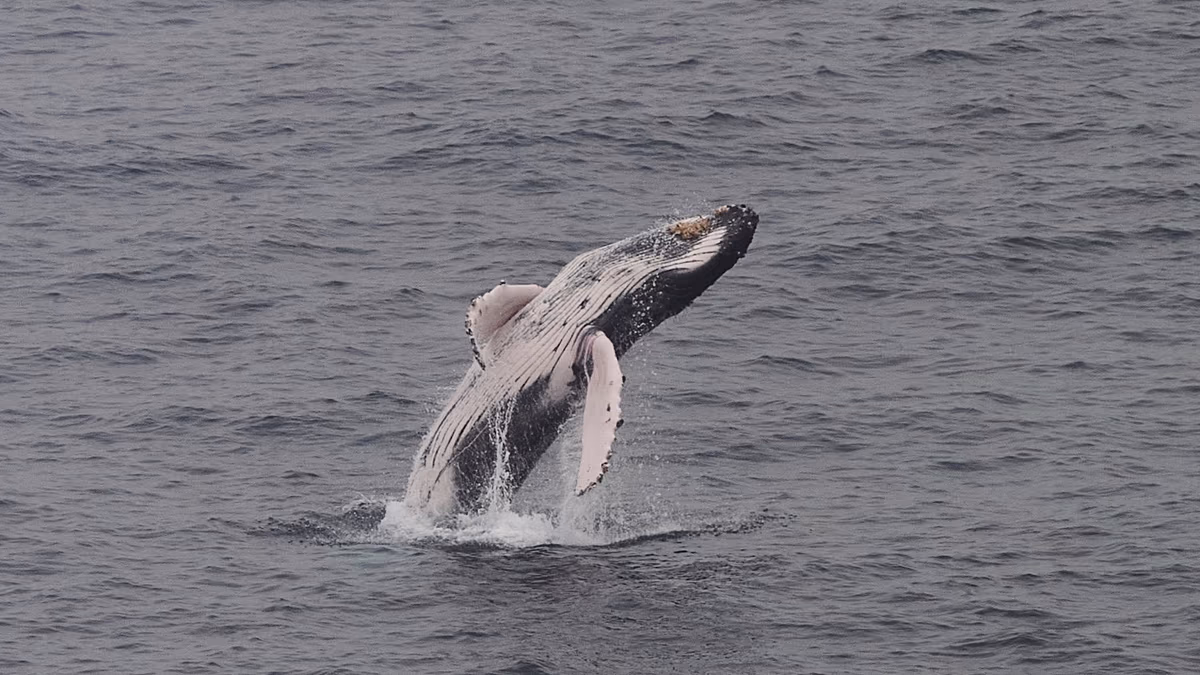 Les baleines franches australes reviennent en Afrique du Sud, attirant les foules vers la côte