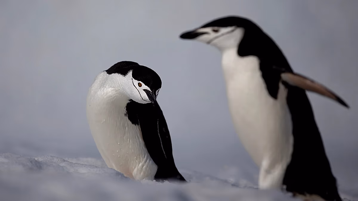 Les manchots de l'Antarctique émettent jusqu'à 7 millions de tonnes de méthane par an, selon une étude