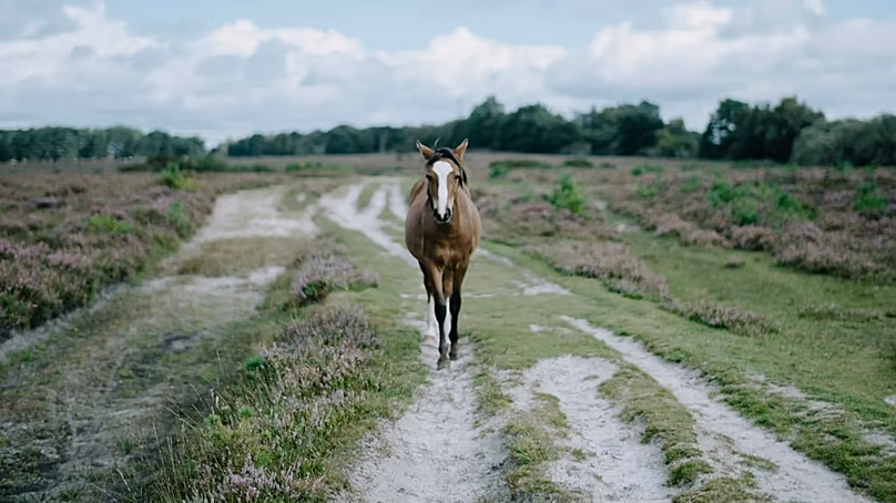 La New Forest, célèbre pour ses poneys, prend la première place du classement