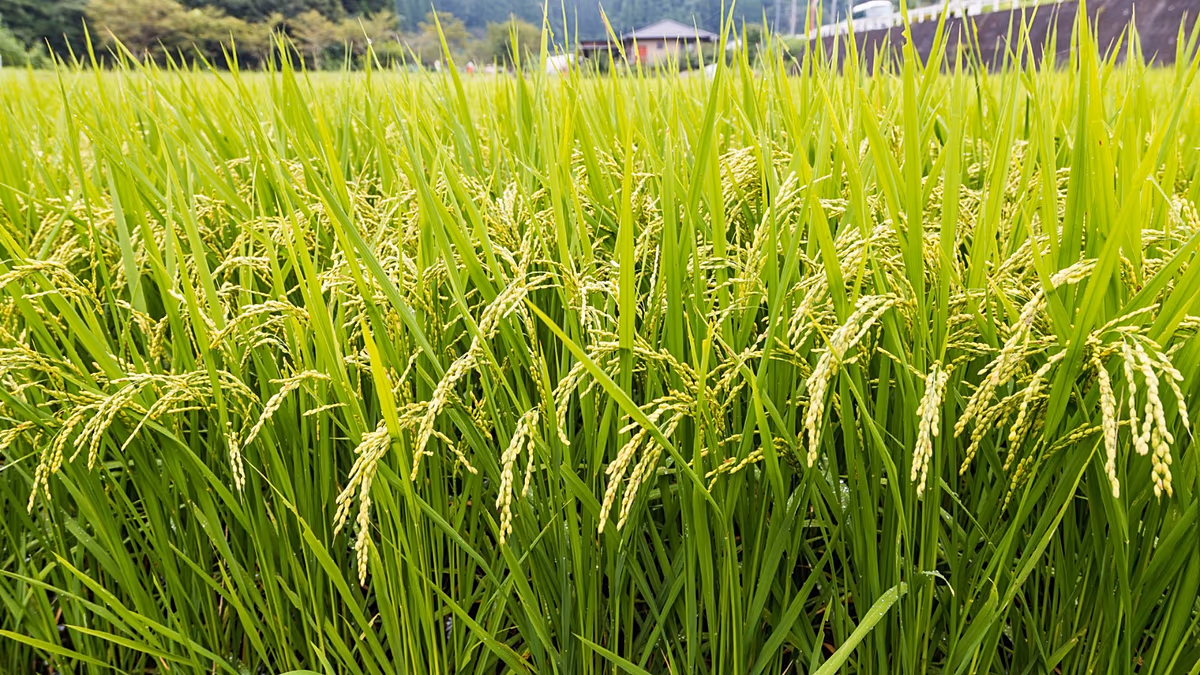 « Passionnant » : les éleveurs de bétail néerlandais se tournent vers le riz comme solution au réchauffement climatique et à l'effondrement des tourbières