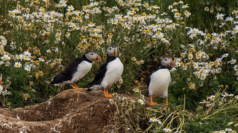 Macareux près de l'île d'Akurey en Islande